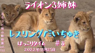 第8弾・🦁オリト＆イオの赤ライオンちゃんをずっと見たいあなたへ3姉妹のほっこり癒し時間vol.153@旭山動物園/want to see the 3 lion baby sisters 4ever