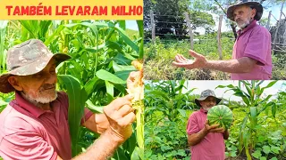 Vejam Só Também Levaram Milho🌽 Colhemos o Restante das Melancia +Veja a Fatura de Jerimum