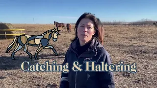 Catching & Haltering Demonstration | Humans Honouring Horses