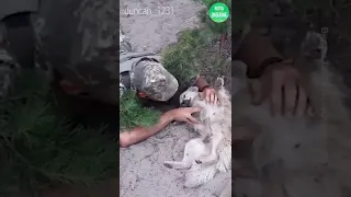 Украинские военные общаются с животными, которых встретили во время войны