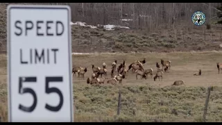 A Safe Passage: The Colorado Highway 9 Wildlife Crossing Project