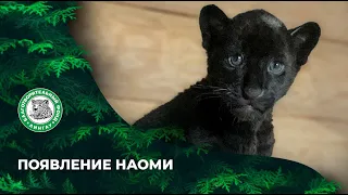 Появление Наоми