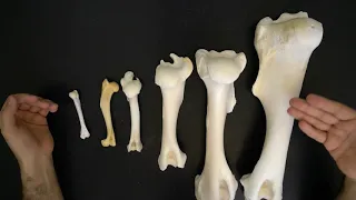 Comparative anatomy of the humerus