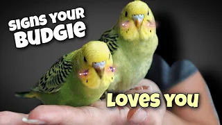 Signs Your Budgie is In Love With You