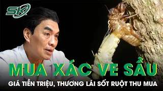 Vì Sao Xác Ve Sầu Tiền Triệu Mỗi Kg, Lên Giá Từng Ngày, Thương Lái Sốt Ruột Thu Mua ? | SKĐS