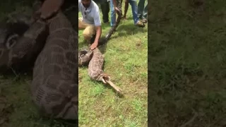 Anaconda taking out Dere from its stomach