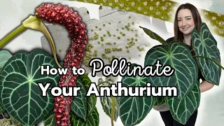 How I Pollinated my Anthurium plus Harvesting Seeds! Anthurium Pollination Tips!