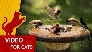 Cat Games - Bathing Birds (Video for Cats to watch) 1 Hour