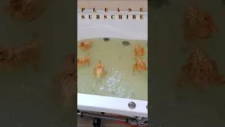 Ducklings swim in the bath ❤️ #shorts #duckling #ducklings #ducks