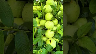 Guava tree grafting technique - grafting fruit trees #grafting #shorts
