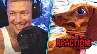 Monte REAGIERT auf lustige TIERVIDEOS! 🤣 mit KYLO | MontanaBlack Reaktion