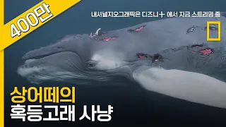 3배 크기의 혹등고래를 습격하는 상어떼