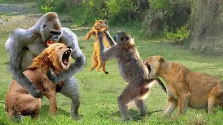 The Lion King Became the Joke - Lion cub Kidnapped By Big Monkeys