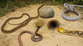 Easy Snake Trap - Build Underground Snake Trap Make From Cray Pot And Deep Hole