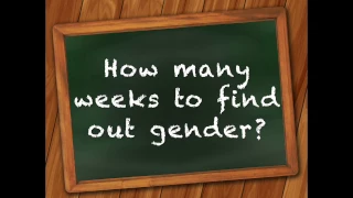 How many weeks in a pregnancy to find out gender?