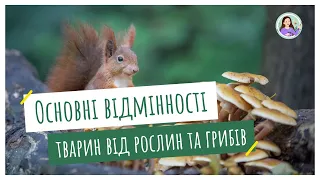 Основні відмінності тварин від рослин та грибів. Особливості живлення тварин