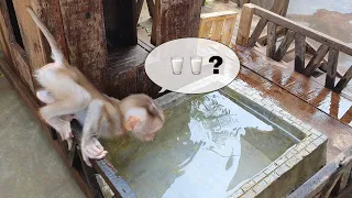 Baby monkey mistakenly drinks water