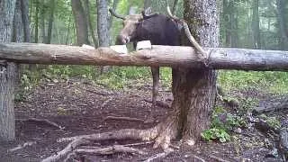 В нацпарке «Башкирия» с помощью фотоловушек запечатлели тягу животных к каменной соли (лоси 1)