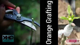 Grafting Orange trees  / citrus trees/ Sikkim mandarin/ lemon trees