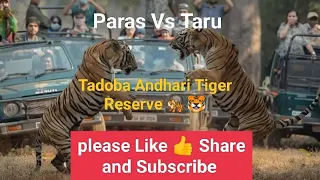 Paras Vs Taru Fight Tadoba Andhari Tiger Reserve 🐅🐯 Agarzari Buffer Zone