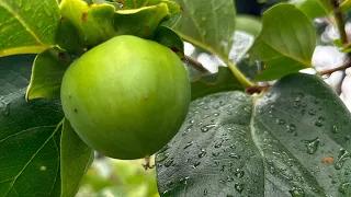 Asian Persimmons Fuyu, Hachiya, Saijo,  Tani Nashi, Hana Fuyu and Eureka June 2023