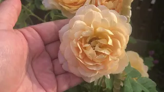Роза Голден Селебрейшн. Обзор розы из моего сада. Golden Celebration.