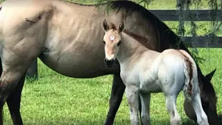 County commissioner’s 3 horses killed in lightning strike