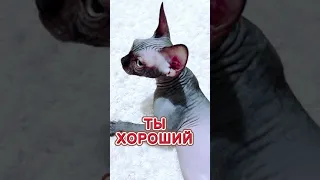 Помогите лысой кошке сфинкс