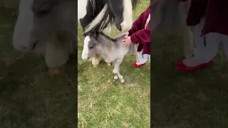 Horse kicks child