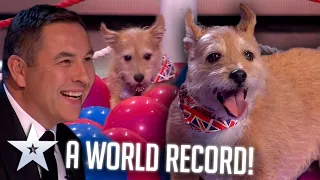 CUTE dog sets a new WORLD RECORD! | Live Shows | BGT Series 9