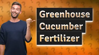 What is the best fertilizer for greenhouse cucumbers?