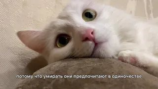 Почему кошки уходят умирать