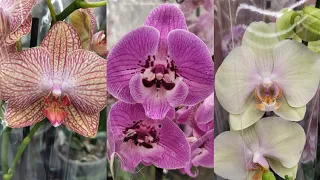 Неплохие орхидеи в магазине ОБИ