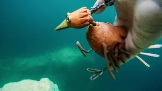 Dabchick ~15~ Taking a Dive