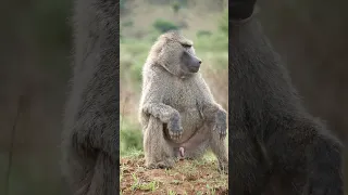 Male baboon in the Serengeti National Park