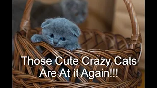 Cute and Funny Cats Doing What Cats Do - Get Up To Mischief