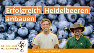 Der wichtigste Tipp für Heidelbeeren - So gelingt der erfolgreiche Anbau - @ErdGefluester