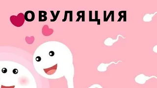 Овуляция