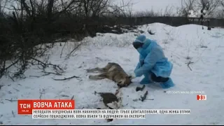 У Запорізькій області вовк покусав трьох людей