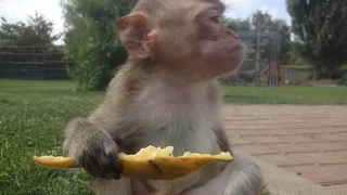 Opičák Teodor, malý zloděj🐵