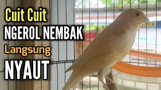 KICAU SUARA Kenari Gacor Panjang CUIT CUIT NEMBAK ampuh Buat PANCINGAN KENARI PAUD BUNYI