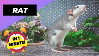 Rat - In 1 Minute! 🐁 One Of The Most Intelligent Animals In The World | 1 Minute Animals