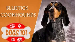 Dogs 101 - Bluetick Coonhounds - Top Dog Facts About the Bluetick Coonhounds