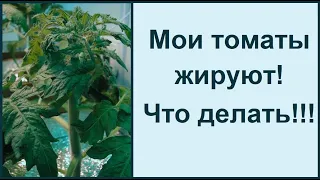 Скручивание листьев помидор - это жирование томатов - быстро устраняем!