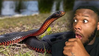 AMERICAN REACTS TO Australia Snakes - Things You Didn't Know About The Red Bellied Black Snake