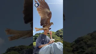 Falcon Steals Man's Sandwich