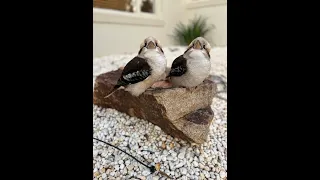 Cute morning Kookaburras - the perfect way to start your day 😍 #shorts #birds #kookaburra