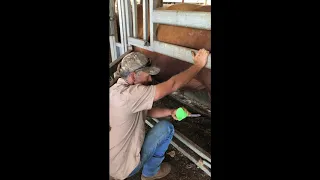 Semen Collection from a Red Angus Bull