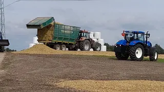 Kiszonka z kukurydzy 2023☆☆Claas Jaguar 870☆☆ 6 ciągników☆☆Na pełnej