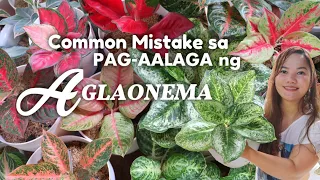 COMMON MISTAKE + CARE TIPS sa PAG-AALAGA NG AGLAONEMA | Lovekye8